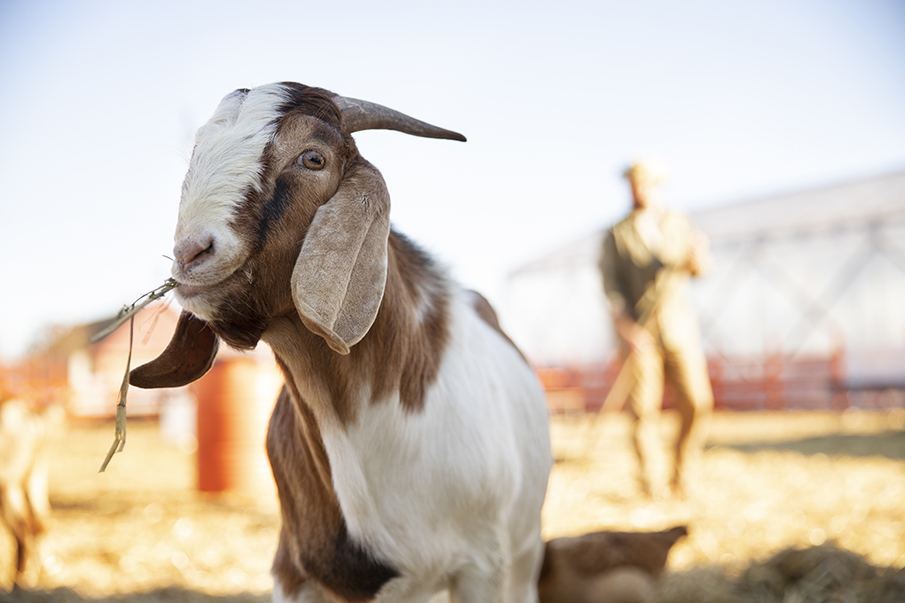 Featured Post Image - Exploring the Varieties of Boer Goats