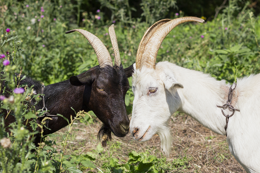 Featured Post Image - Habitat and Distribution of Boer Goats